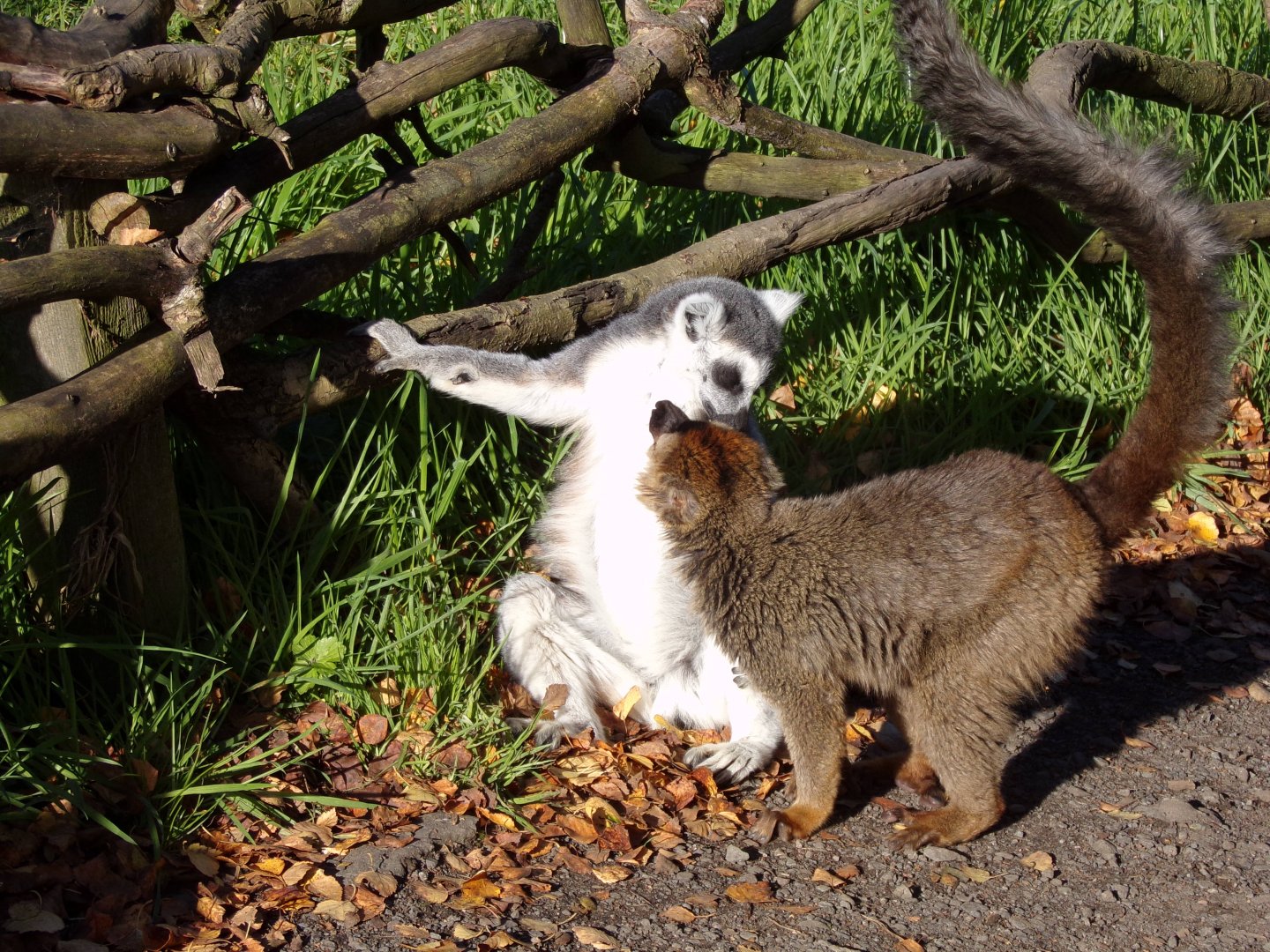 Ring-tailed and Red-Fronted lemur interaction 14.10.23