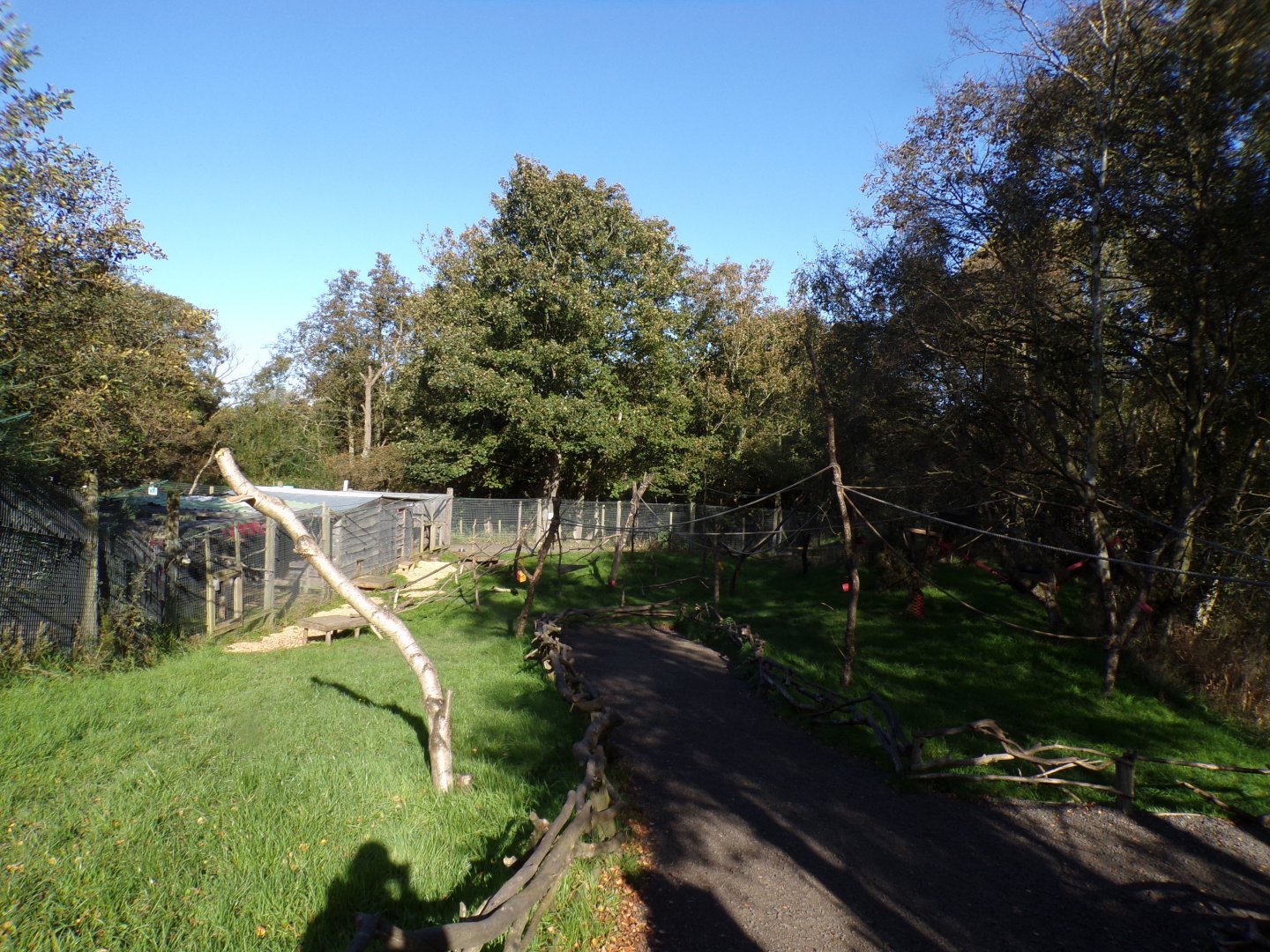 Ring-tailed and red-fronted lemur walkthrough enclosure 14.10.23