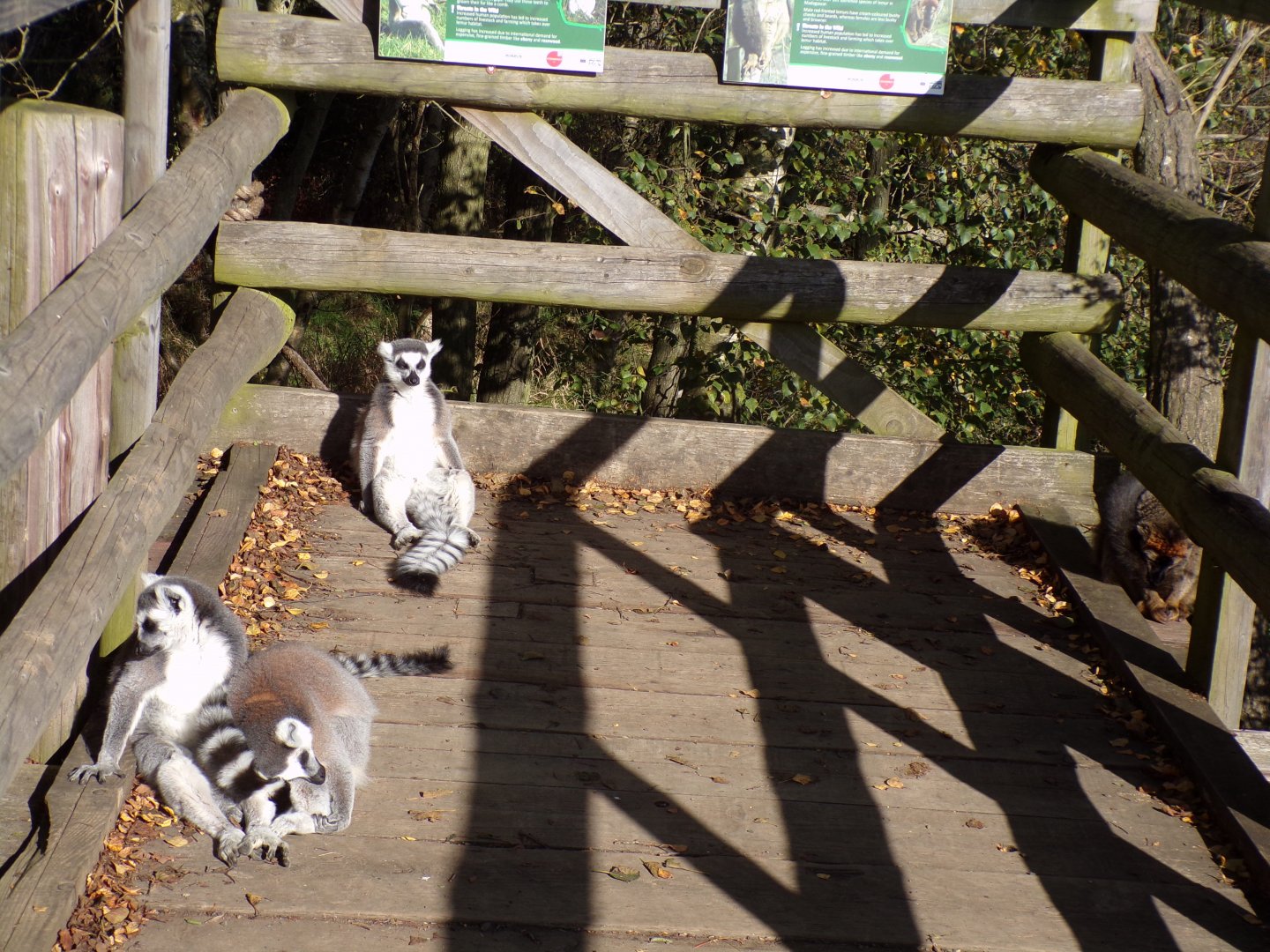 Ring-tailed and Red-Fronted lemurs relaxing on the decking section 14.10.23
