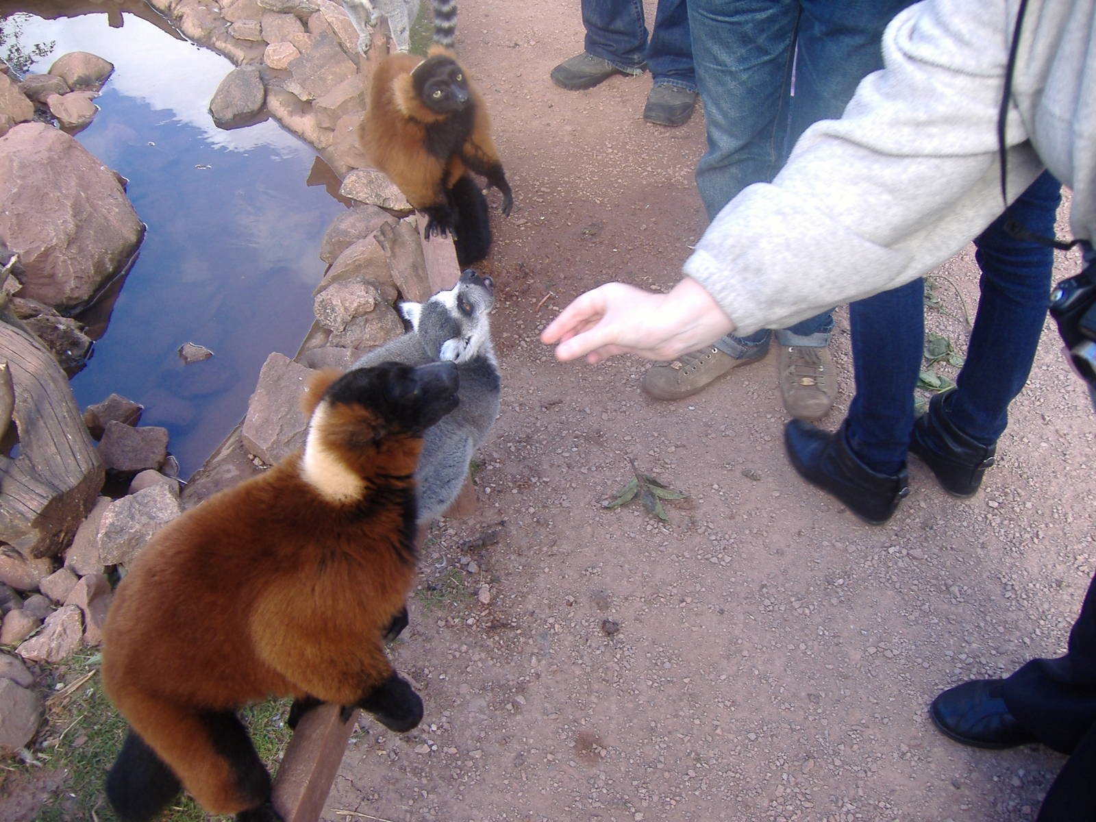 Ring-tailed and red-ruffed lemurs at South Lakes Wild Animal Park, 23 Septe