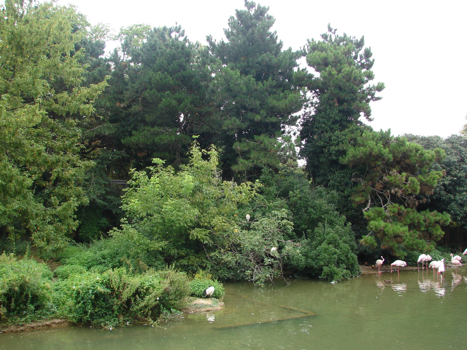 Ring-tailed and ruffed lemur (red and black and white) exhibit