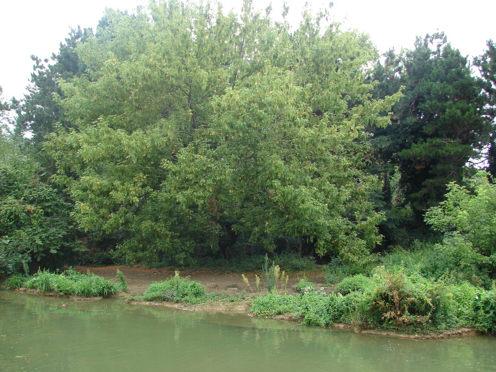 Ring-tailed and ruffed lemur (red and black and white) exhibit