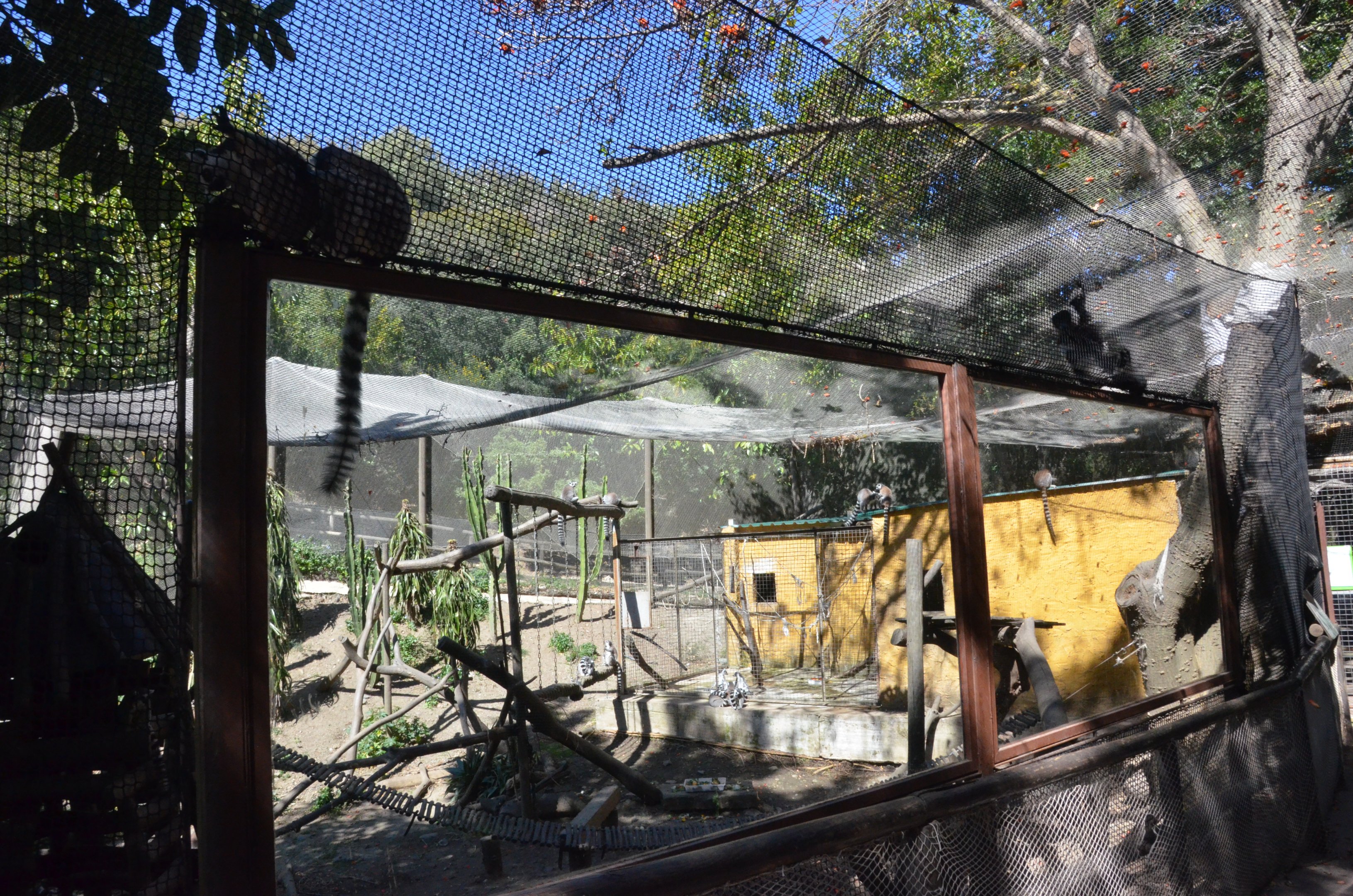 Ring-tailed, Black and White Ruffed and Brown Lemur Enclosure at Selwo Aventura, 13/03/19