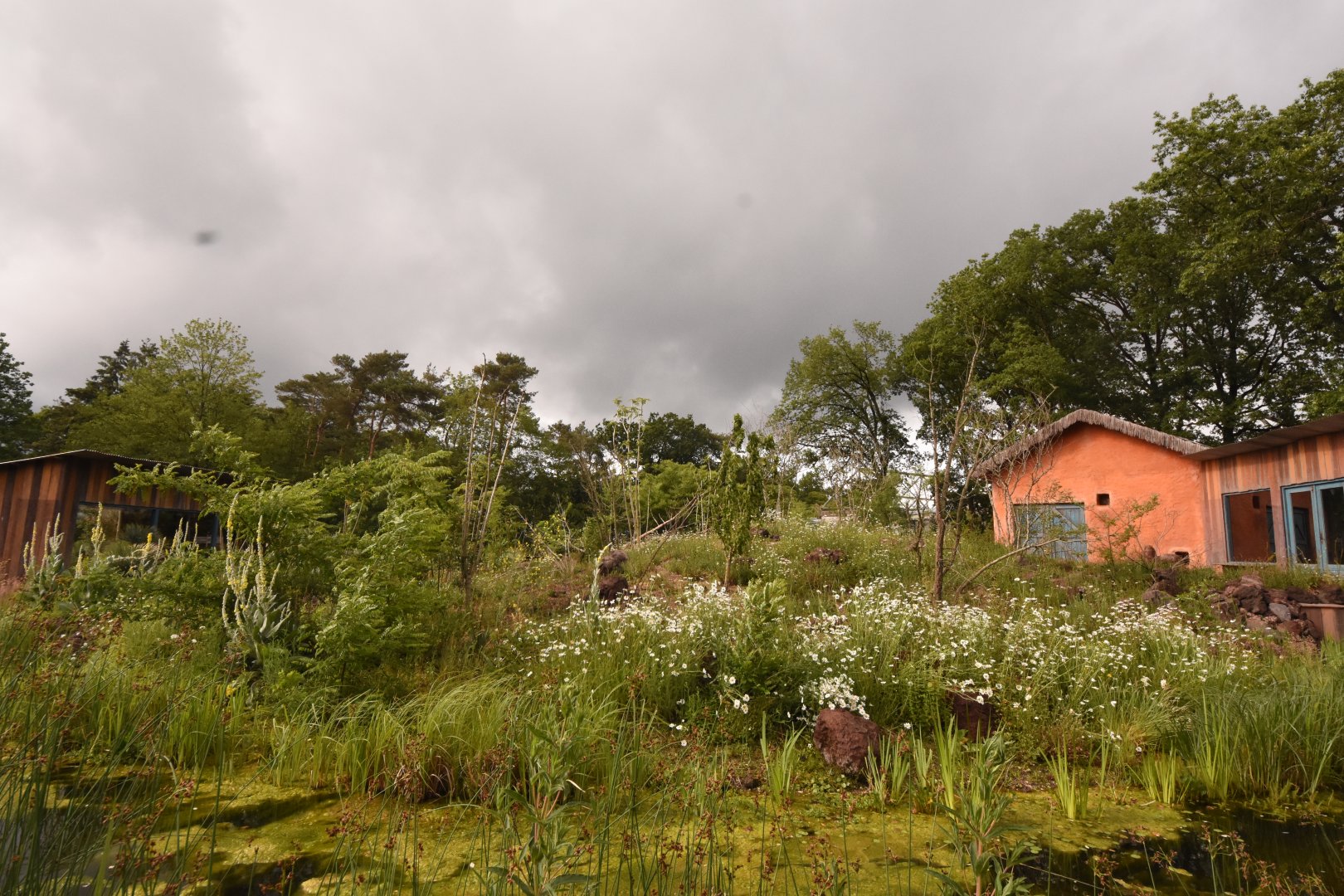 Ring-tailed & Black Lemur enclosure