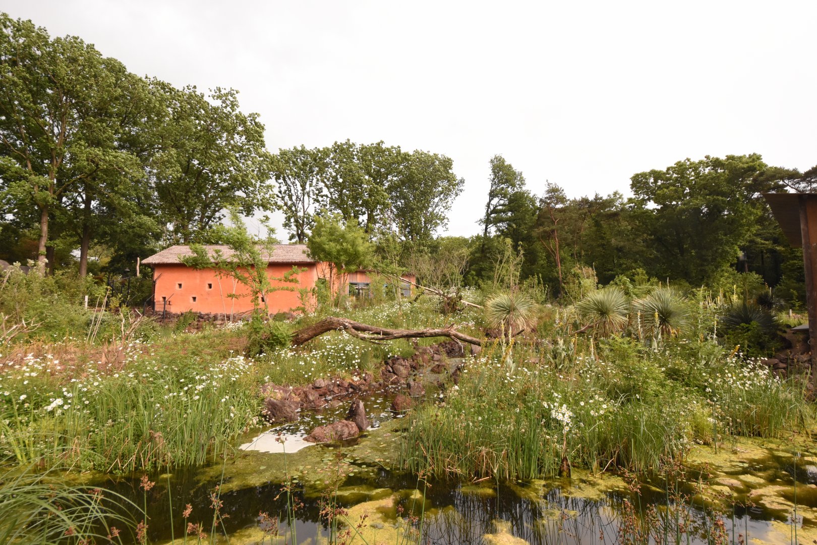 Ring-tailed & Black Lemur enclosure