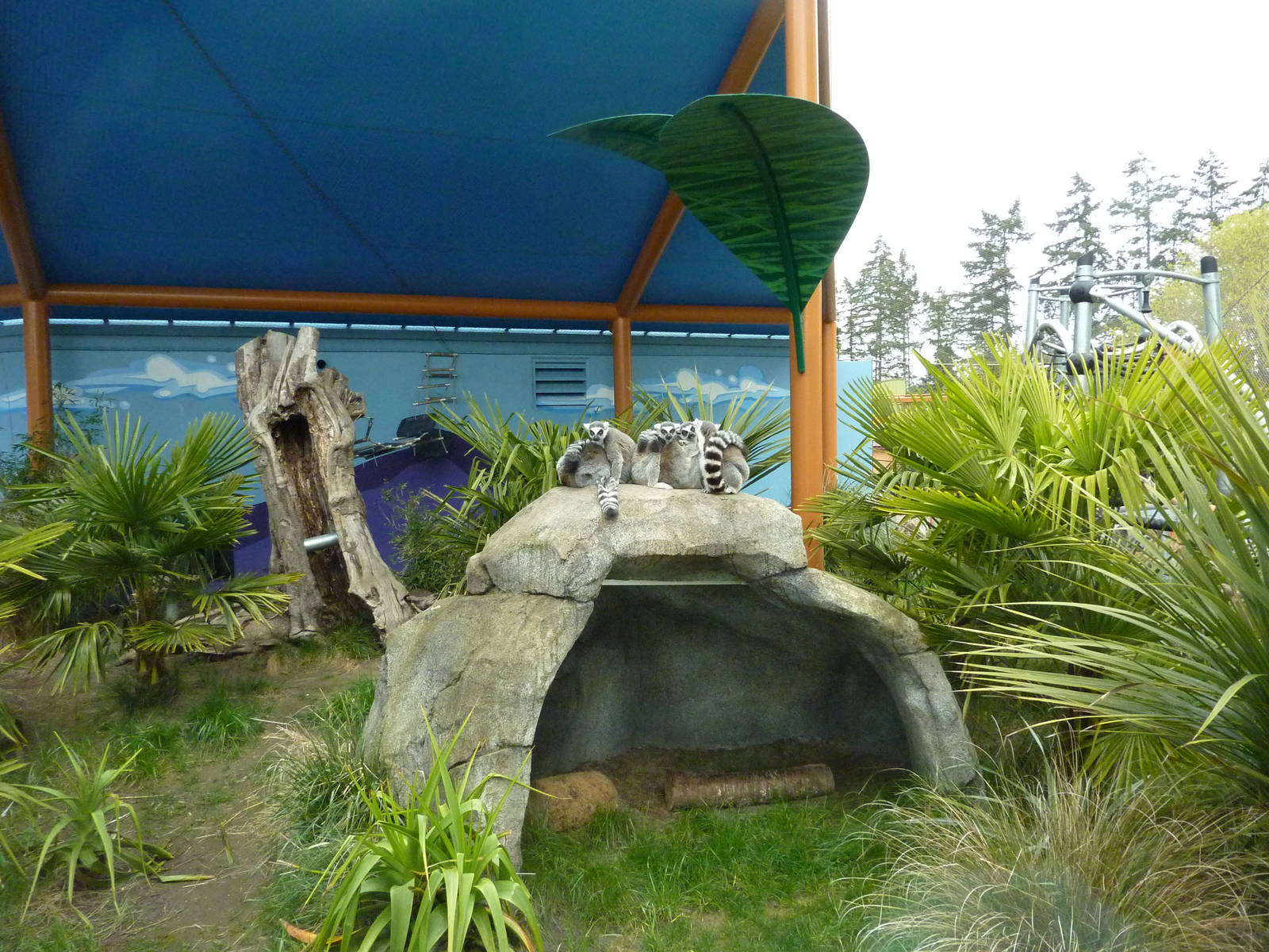 Ring-Tailed/Black Lemur Exhibit