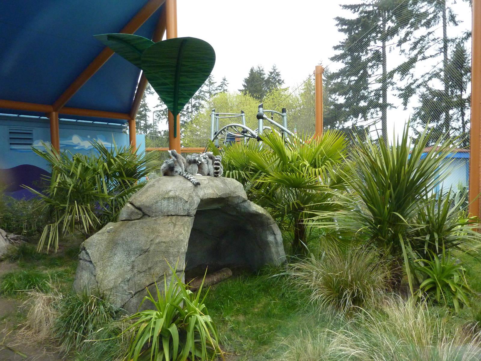 Ring-Tailed/Black Lemur Exhibit