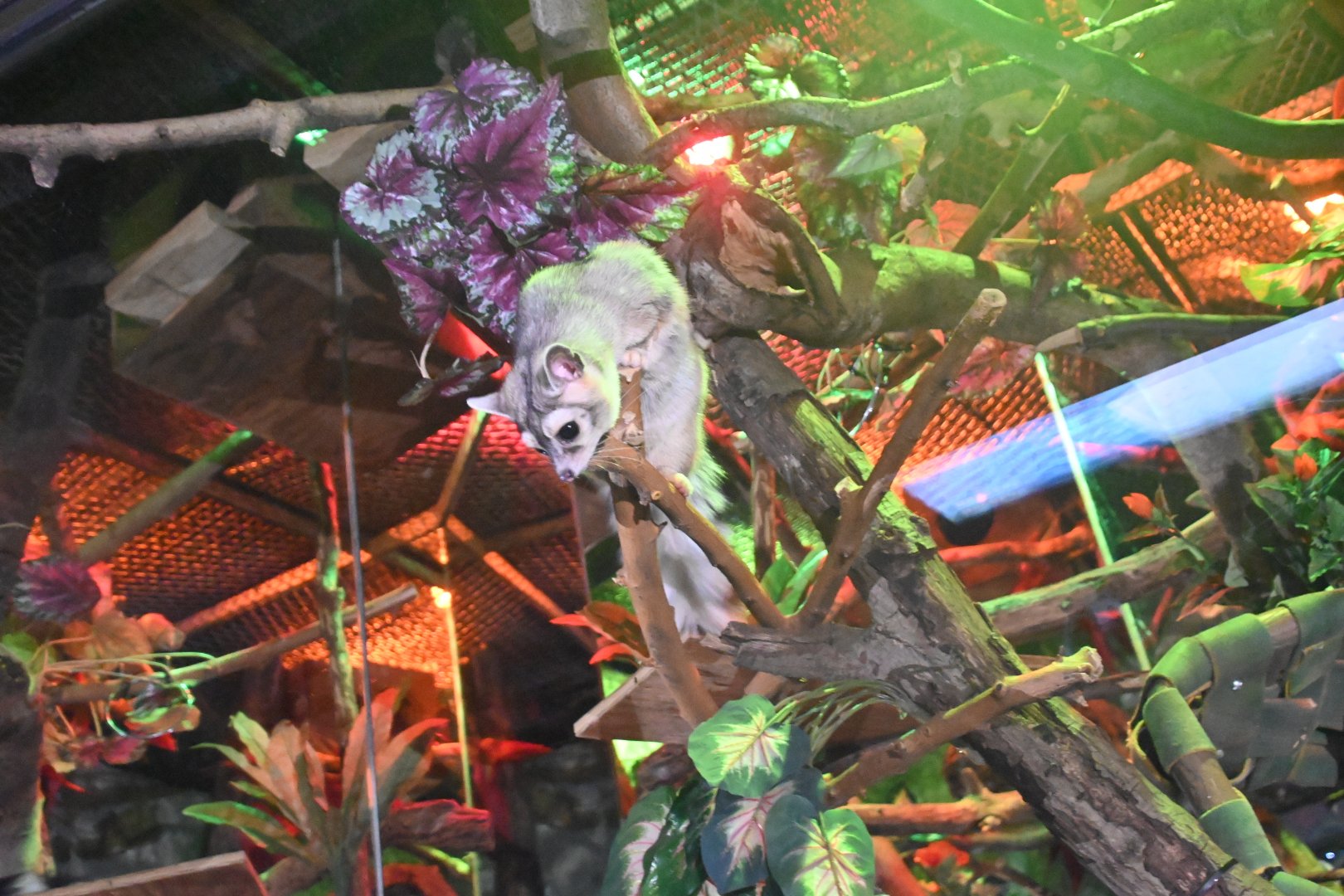 Ring-tailed cacomistle (Bassariscus astutus)