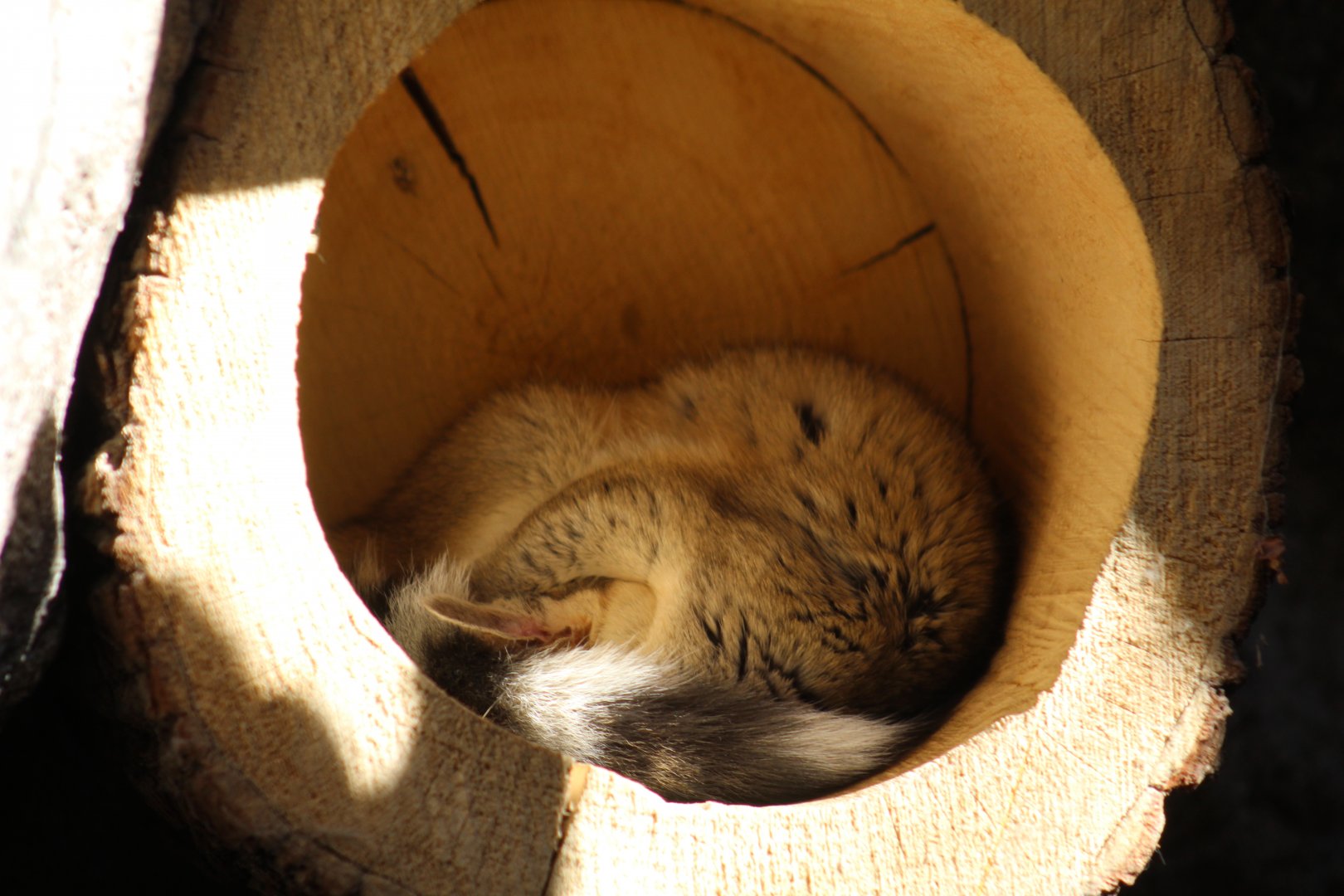 Ring-Tailed Cacomistle