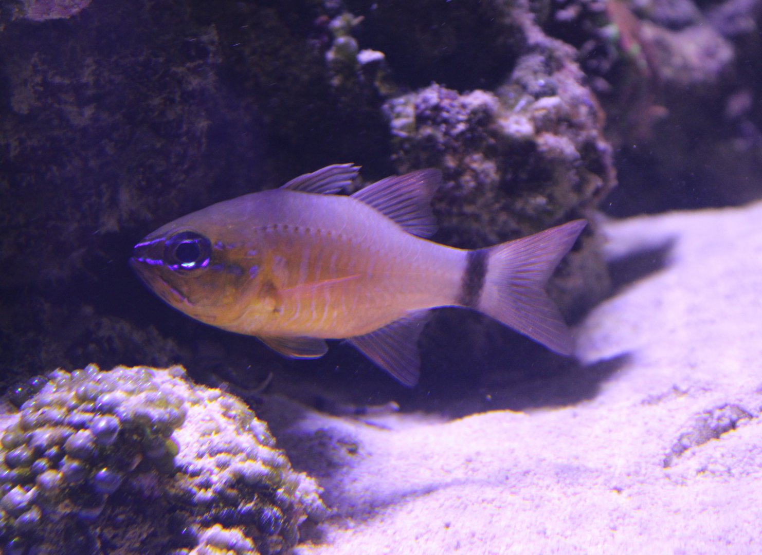 Ring-tailed cardinalfish - Apogon aureus