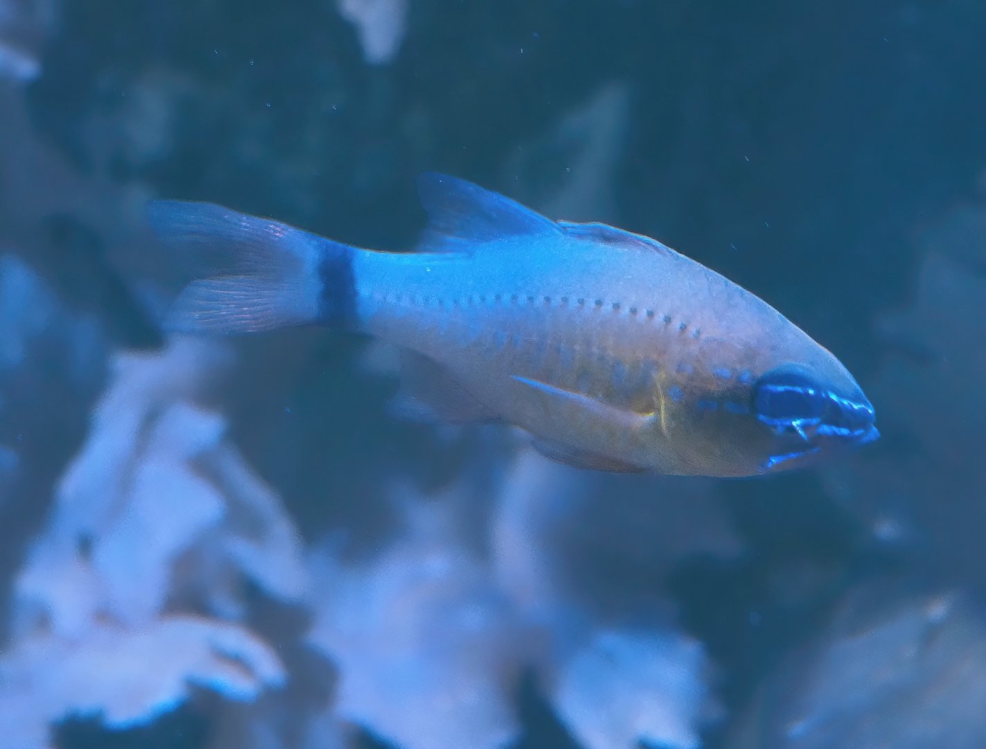 Ring-tailed cardinalfish (Ostorhinchus aureus), 2024-09-17