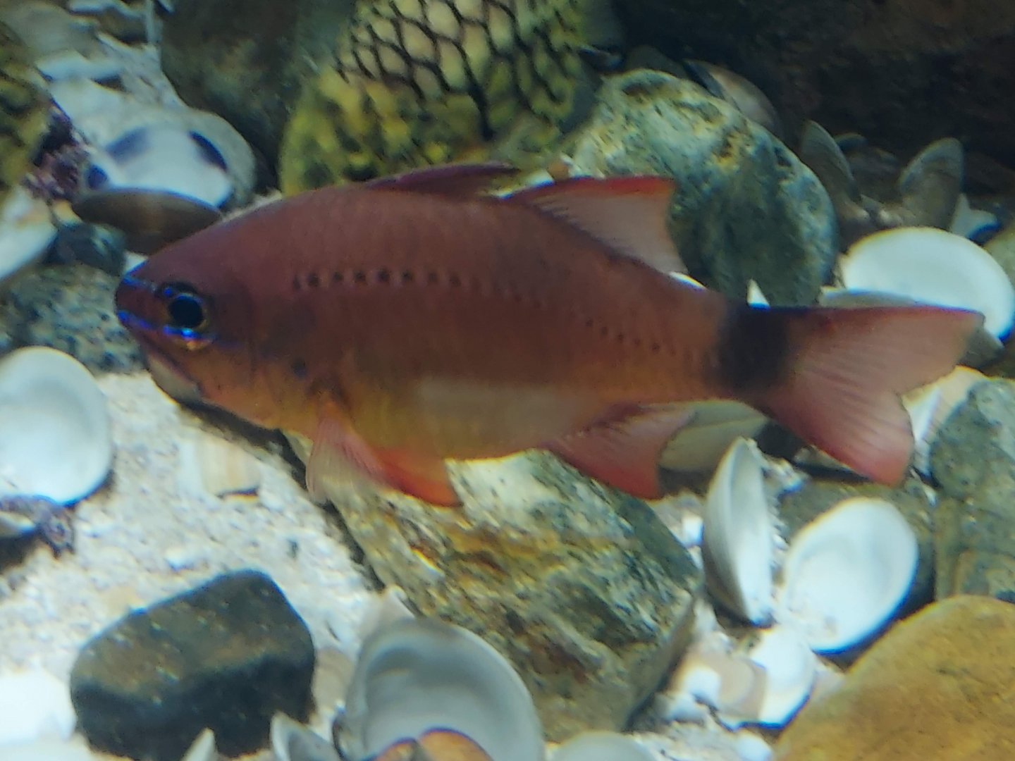 Ring-tailed Cardinalfish