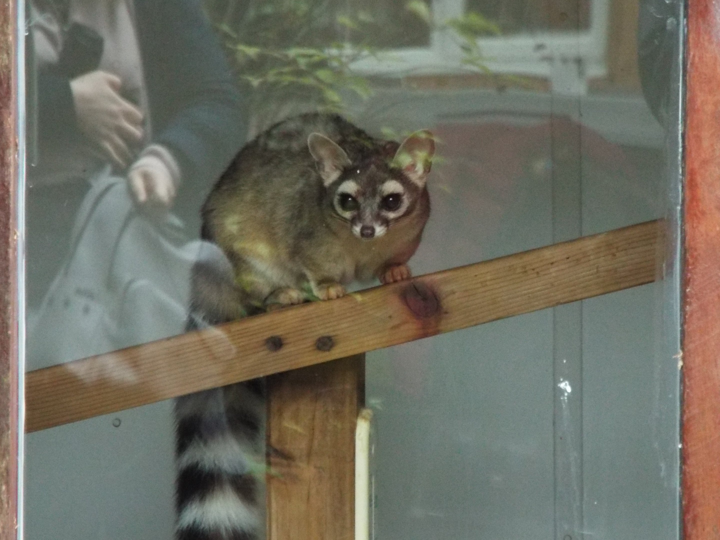 Ring-Tailed Cat Exmoor Zoo