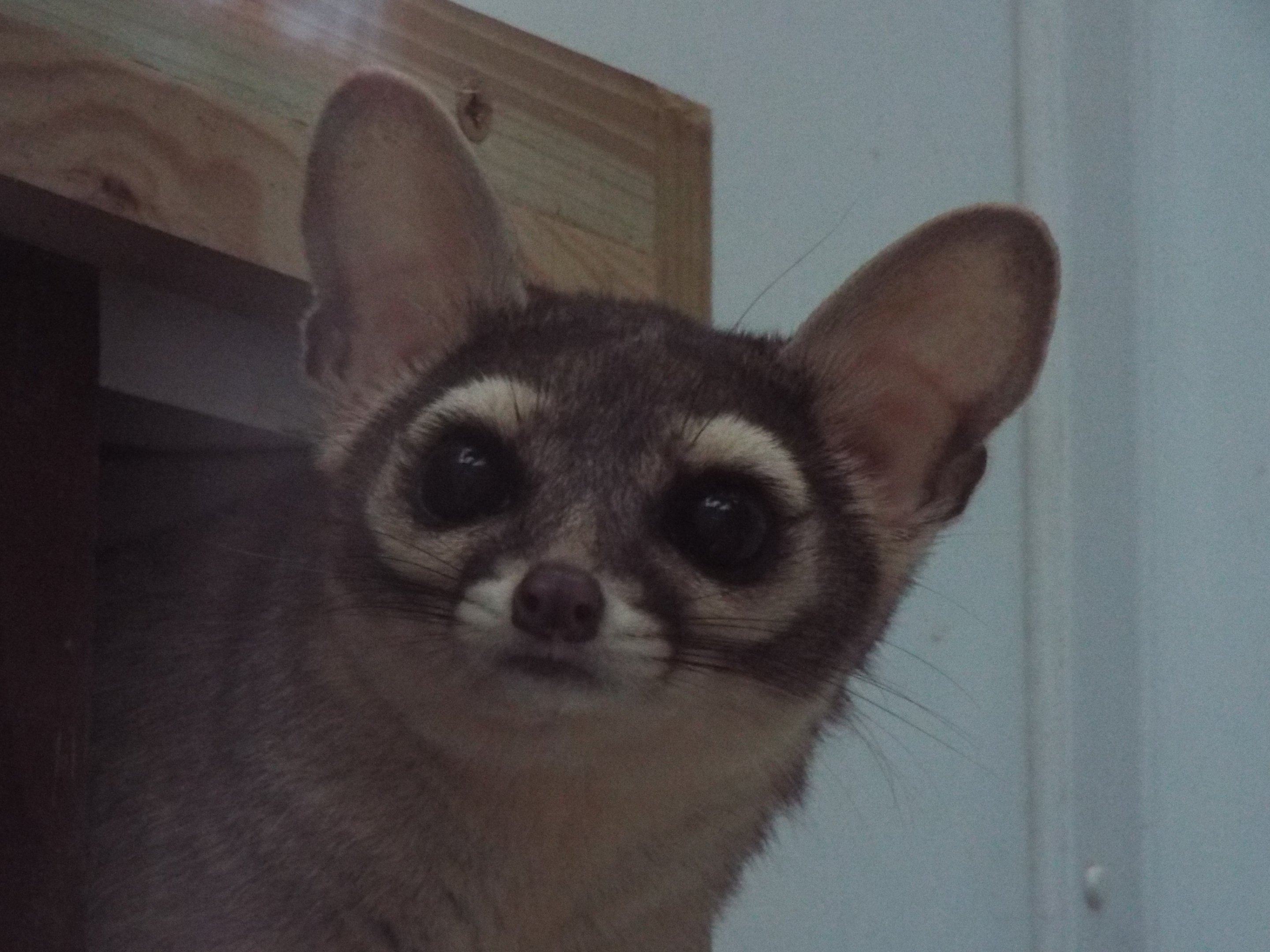 Ring-Tailed Cat Exmoor Zoo