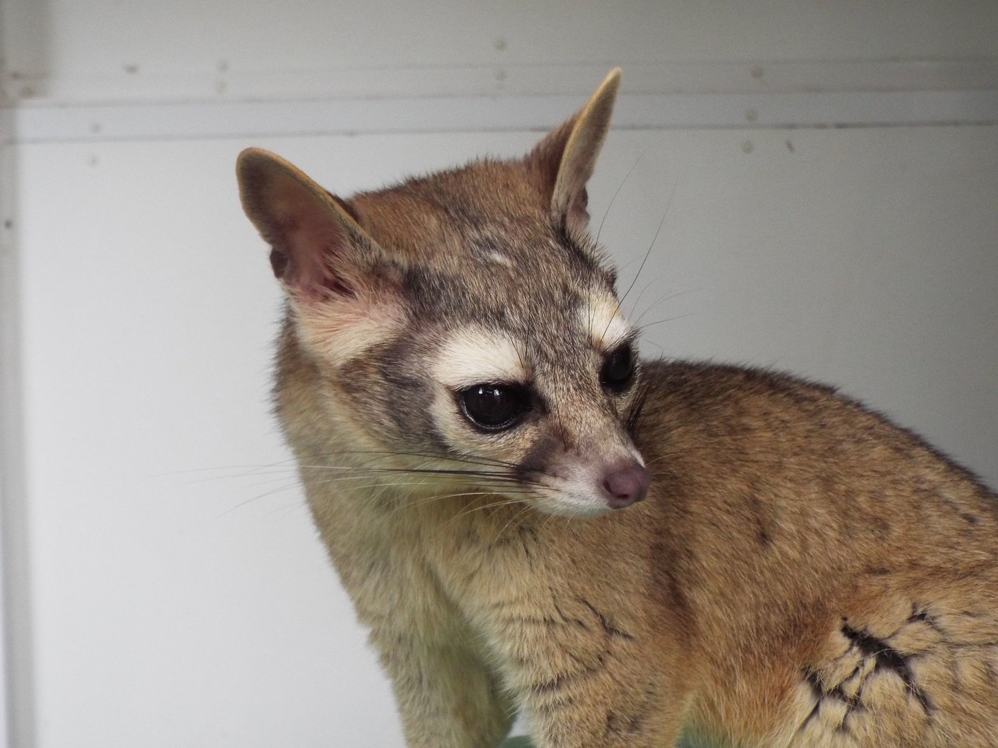 Ring-tailed Cat, Exmoor Zoo