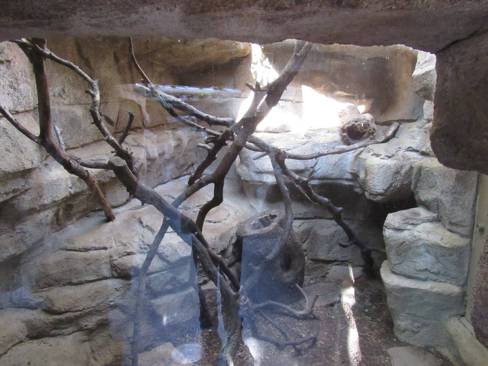 Ring Tailed Cat Habitat