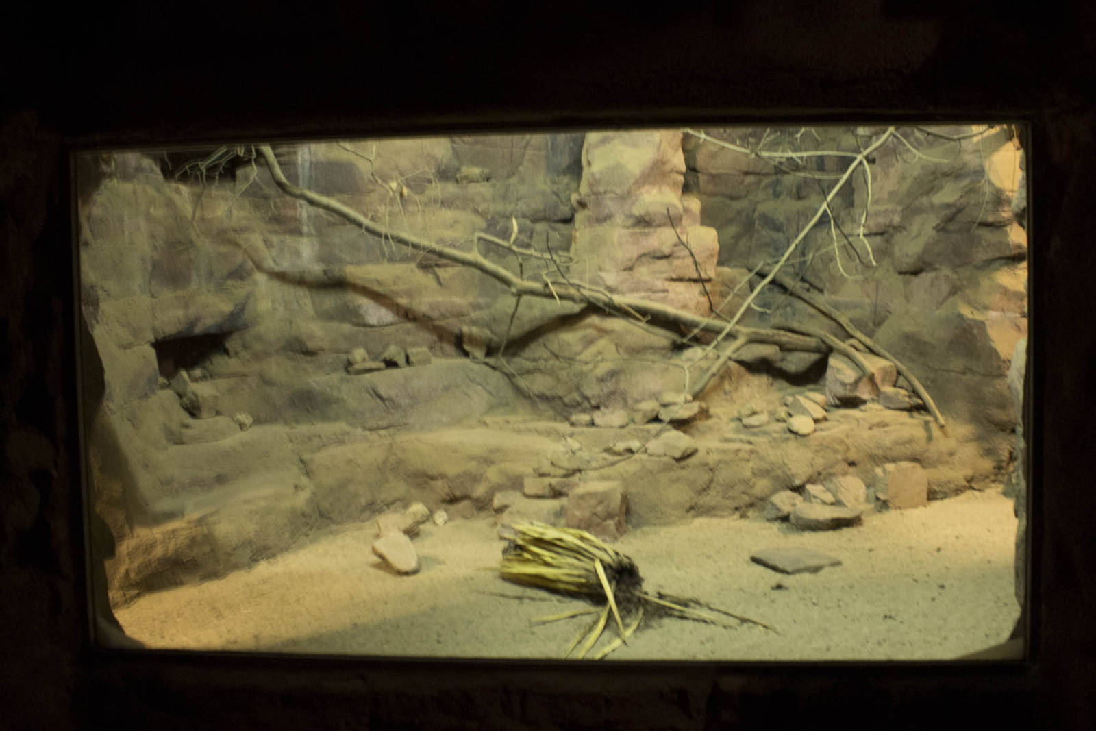 Ring-tailed cat & striped skunk exhibit, 8/15/14