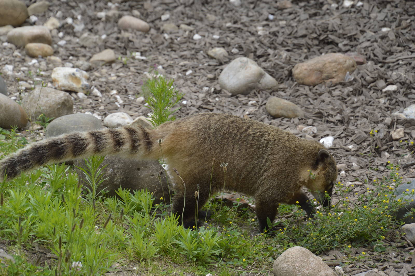 Ring-tailed Coati 090716