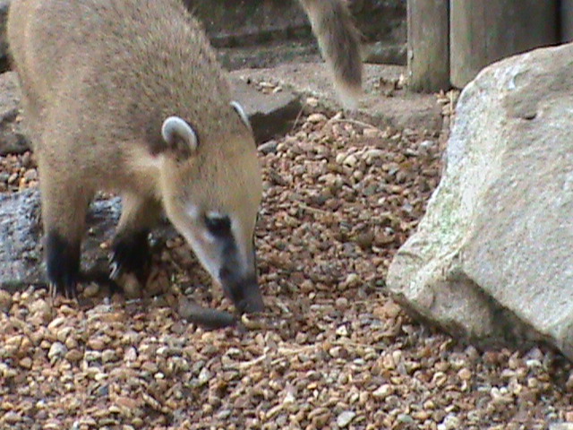 ring-tailed coati 1 08/10