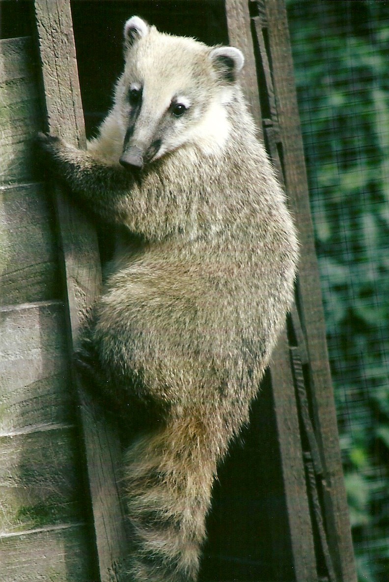 Ring-tailed Coati 11th September 2012