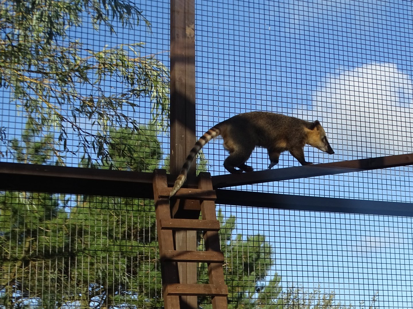 Ring-tailed Coati, 12th September 2024