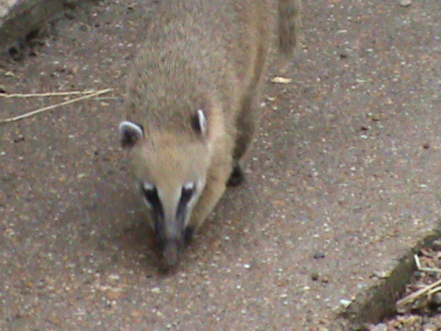 ring-tailed coati 2 08/10