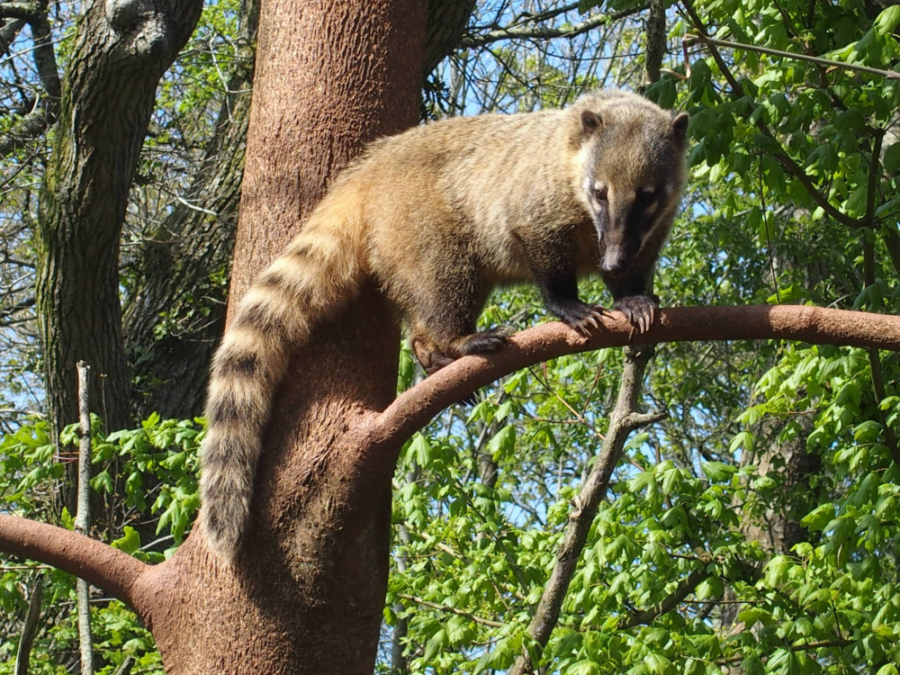 Ring-tailed Coati - 2017