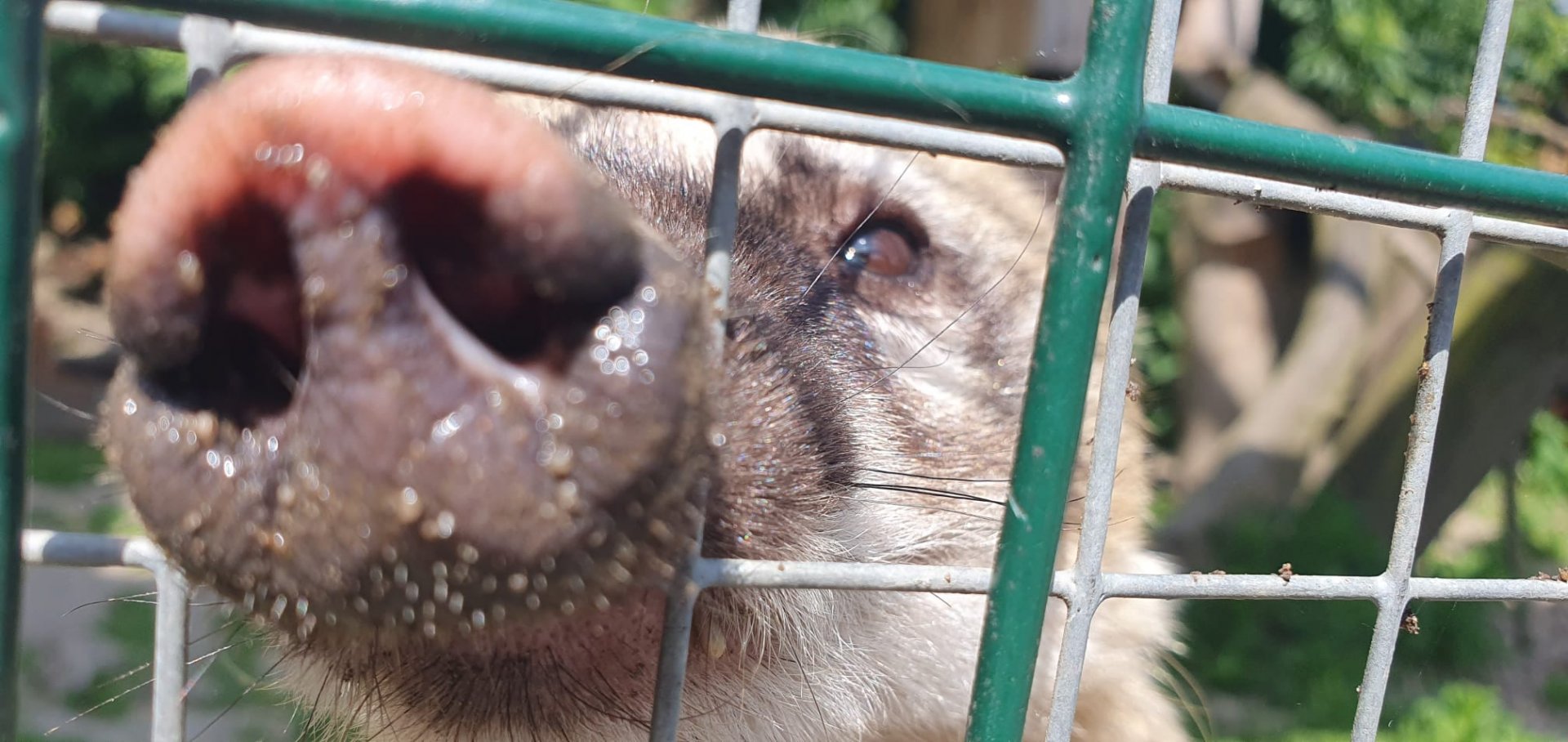 Ring Tailed Coati 29/5/23