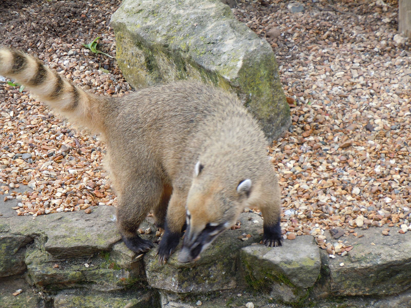 ring-tailed coati 4 08/10