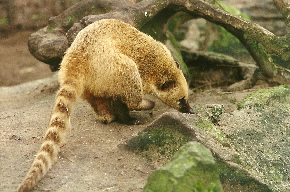 Ring-tailed Coati 4th March 1995