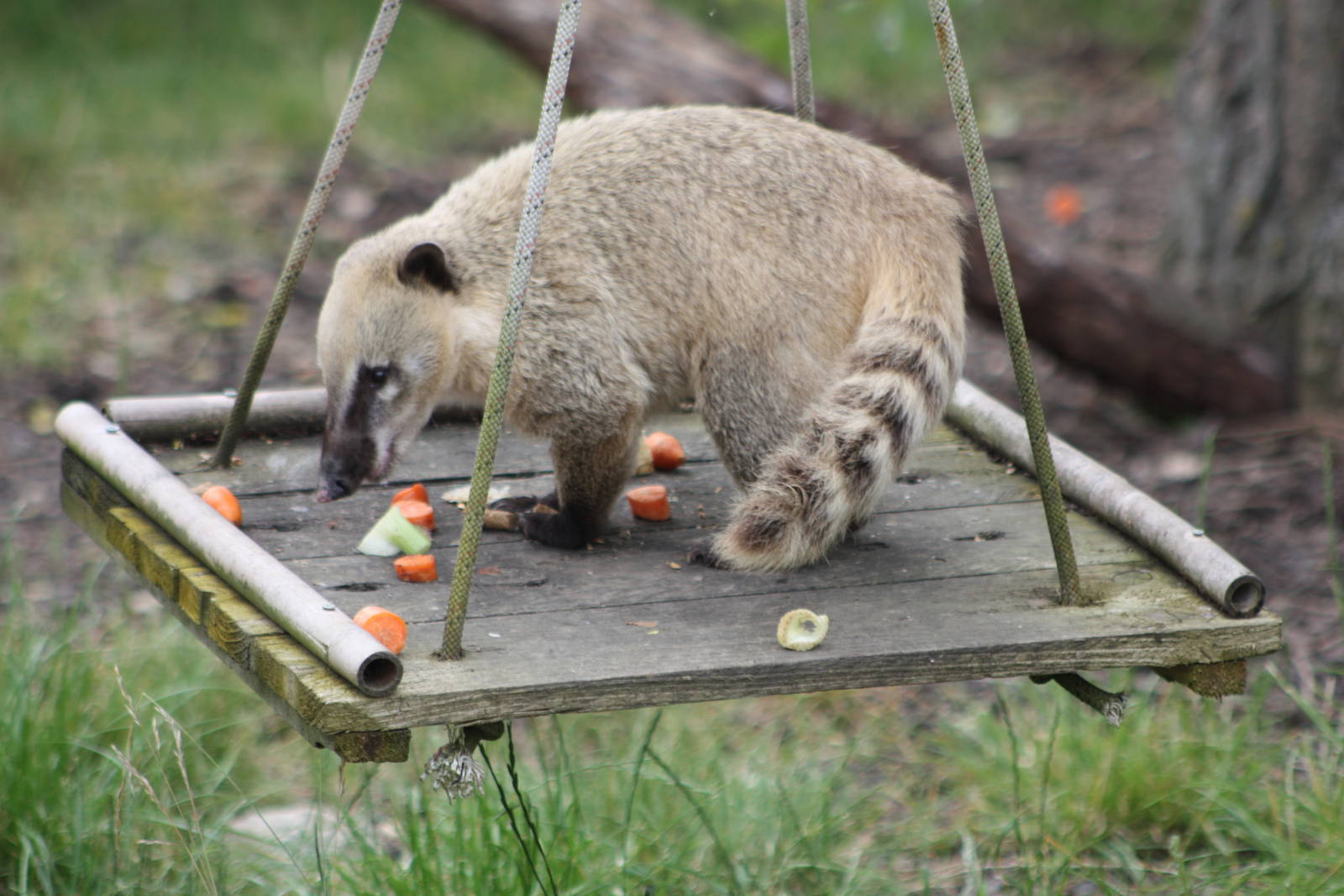 Ring-tailed Coati, 7th July 2014