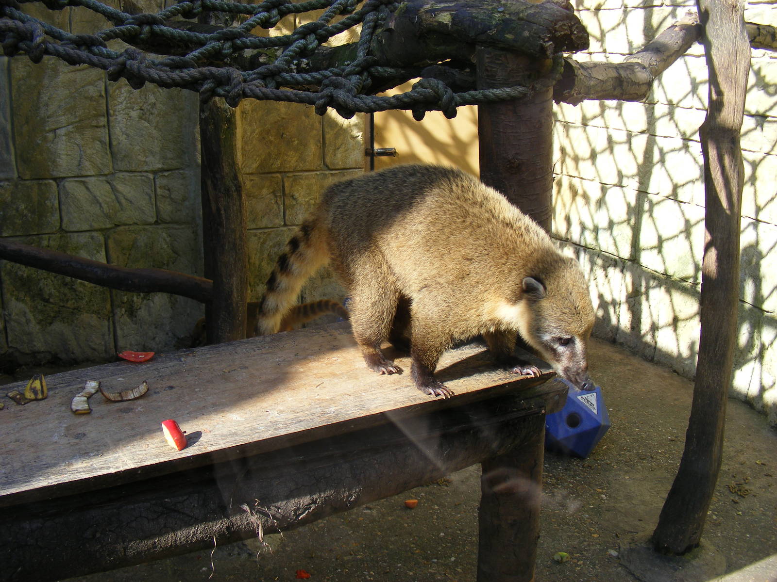 Ring-tailed coati at Amazon World, 5 April 2010