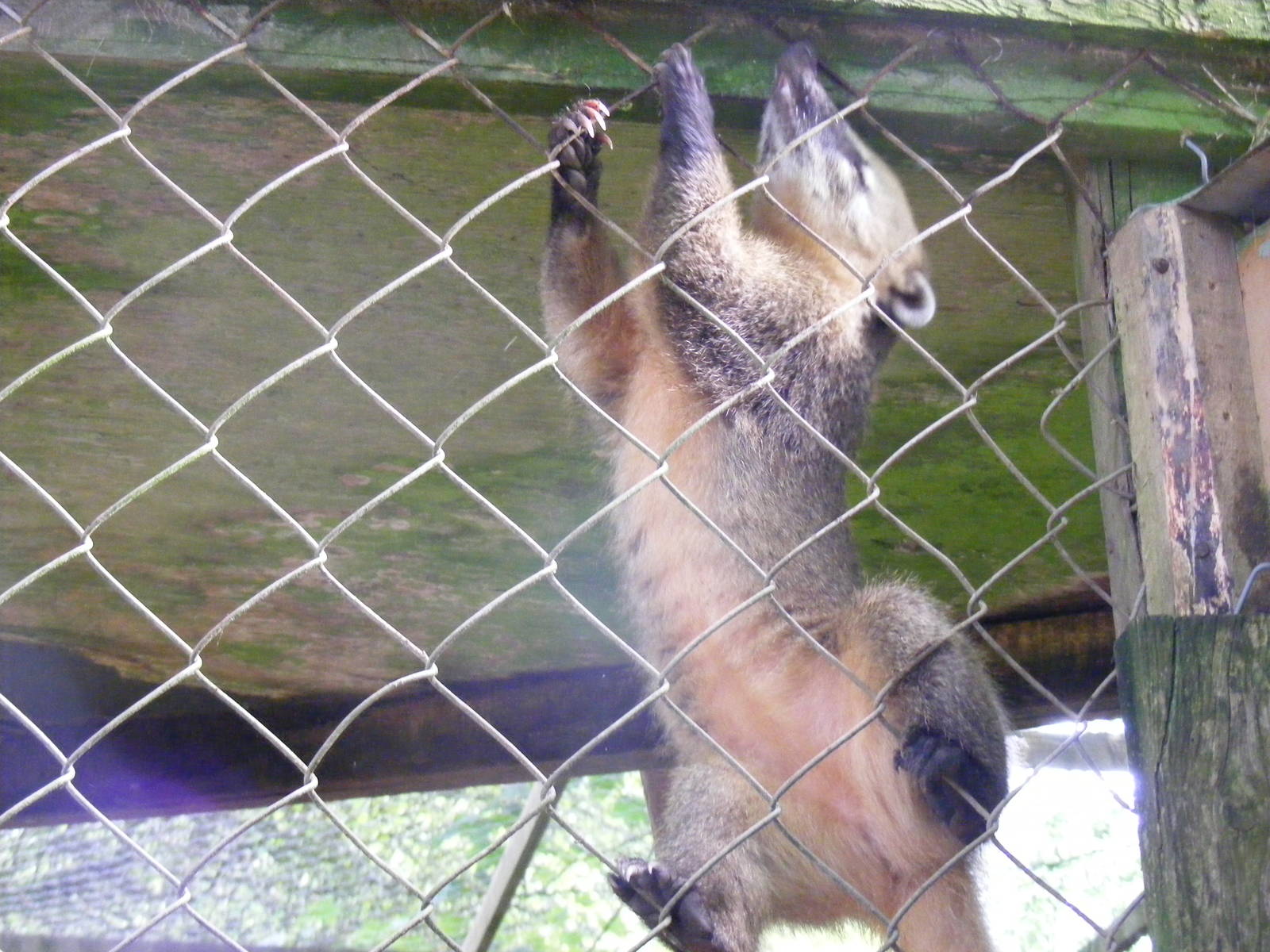 Ring-tailed coati at Dartmoor Zoo, 31 July 2009