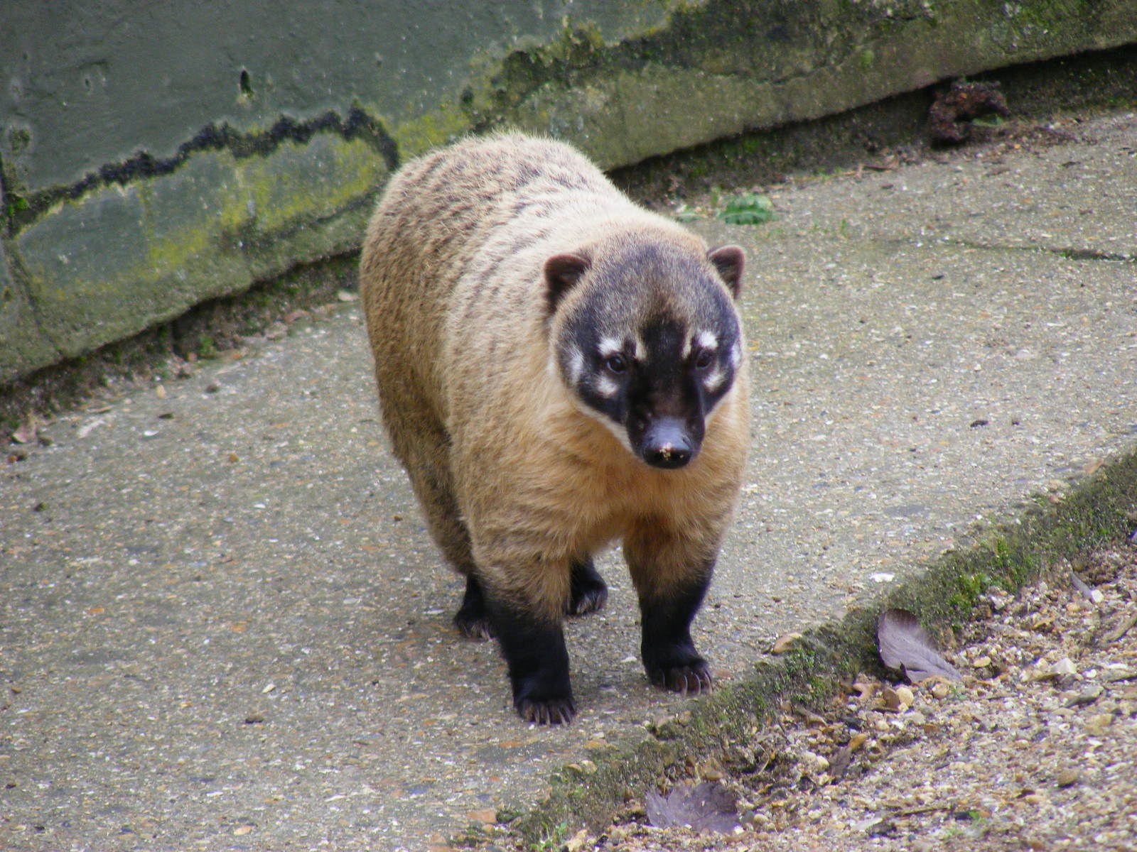 Ring-tailed coati at Marwell Wildlife, 23 January 2011