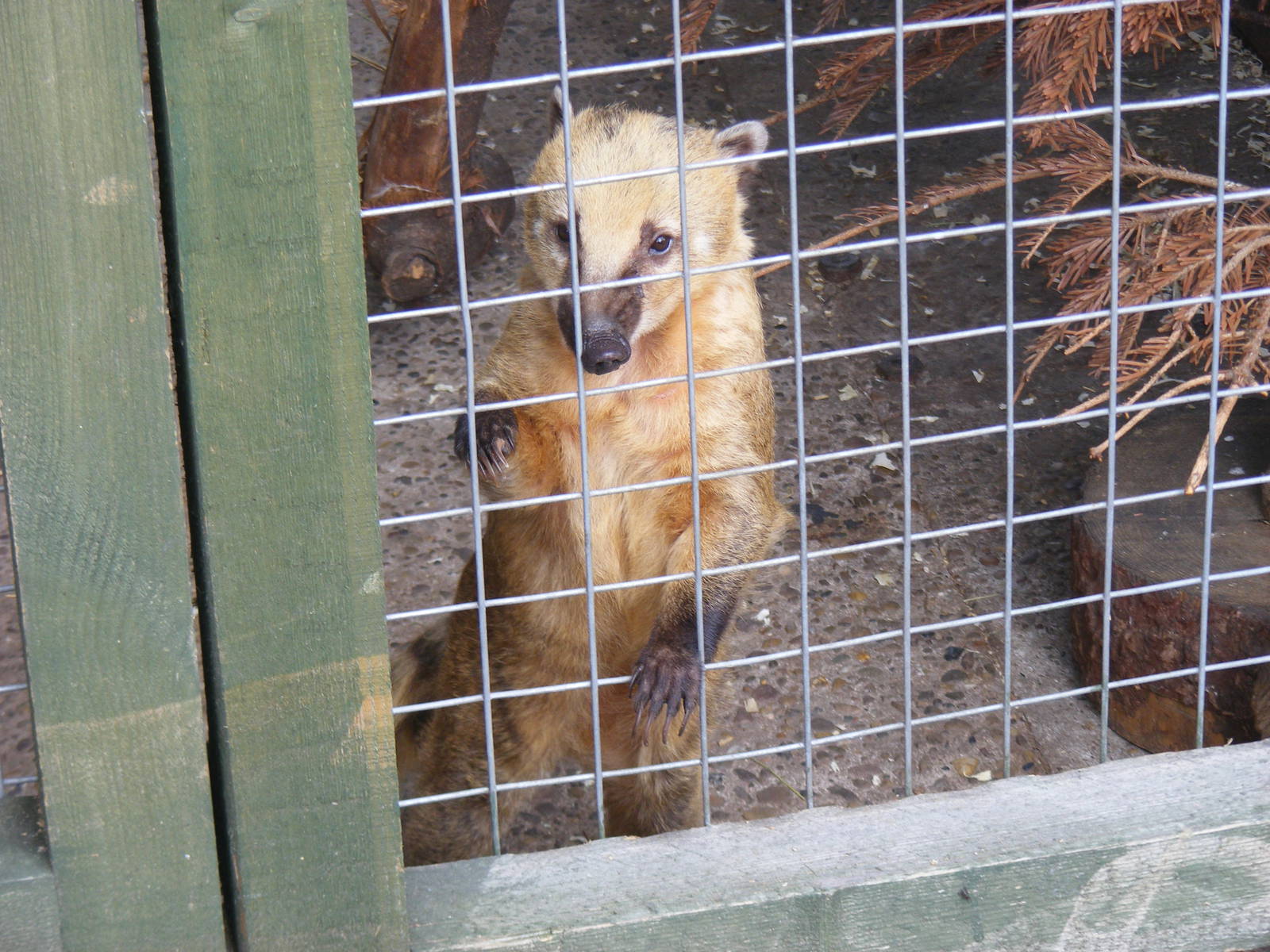 Ring-tailed coati at Wickid Pets Animal Adventure, 18 June 2011