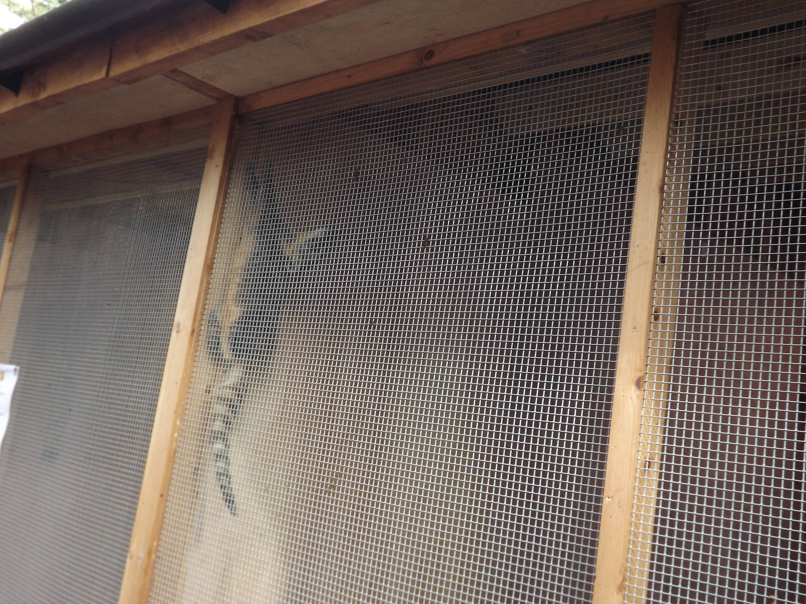 Ring tailed Coati at Yorkshire Wildlife Park 18/02/12