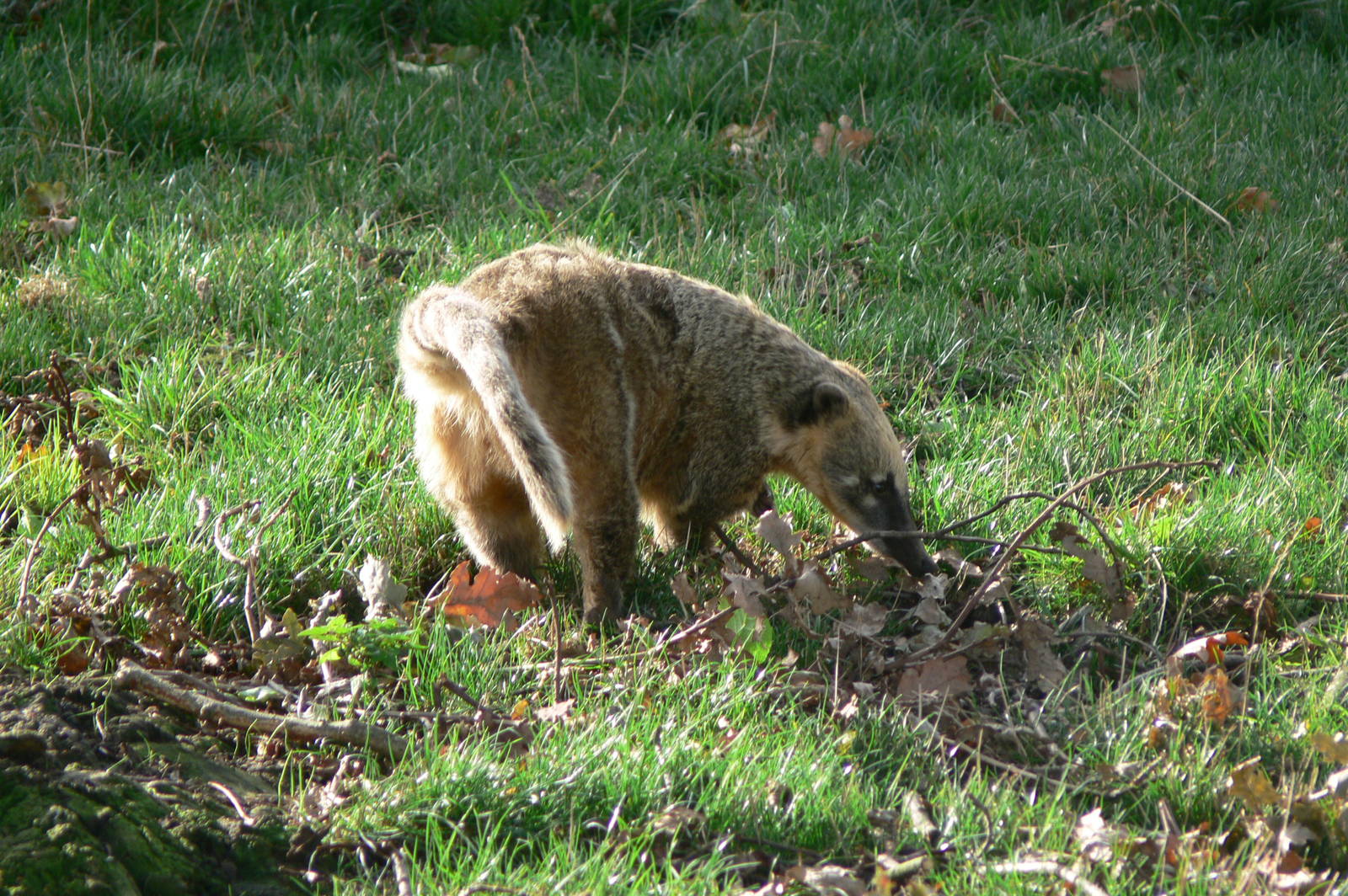 Ring-tailed Coati at Yorkshire WP, 28/10/14