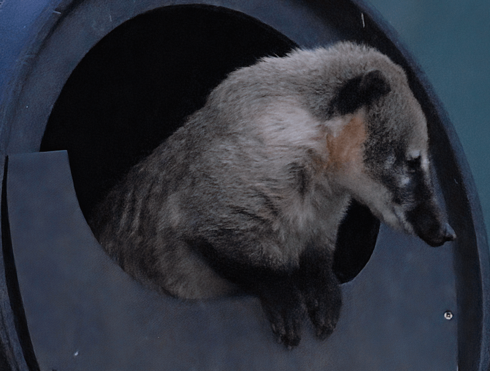 Ring-tailed Coati - Beale Park 2022