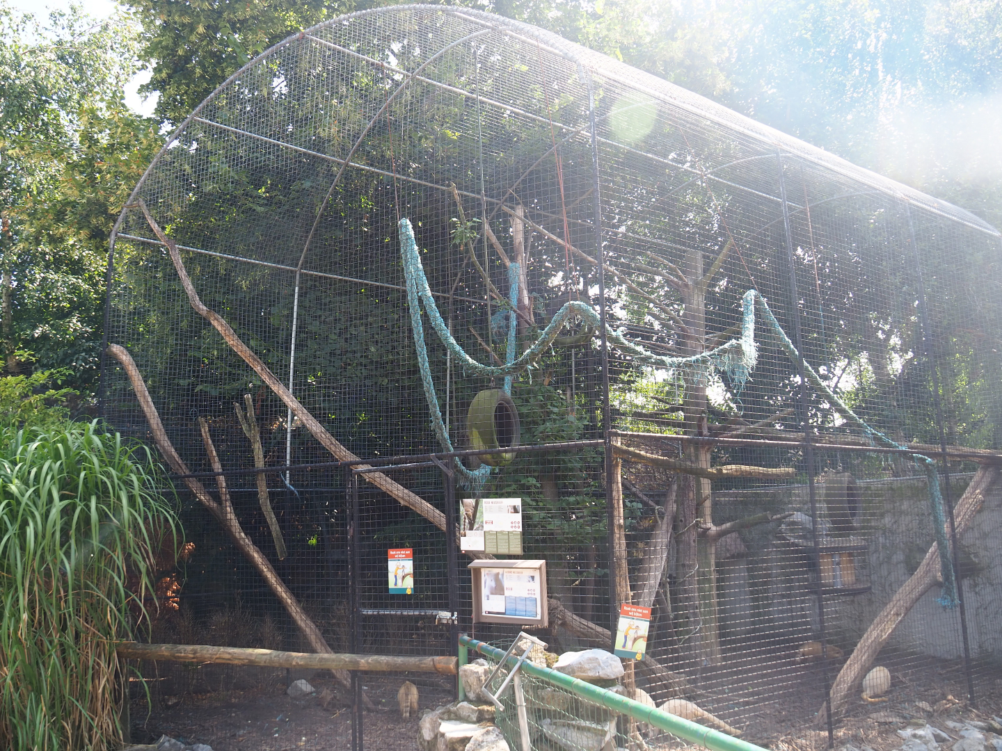 Ring-tailed coati cage, 2019-08-04