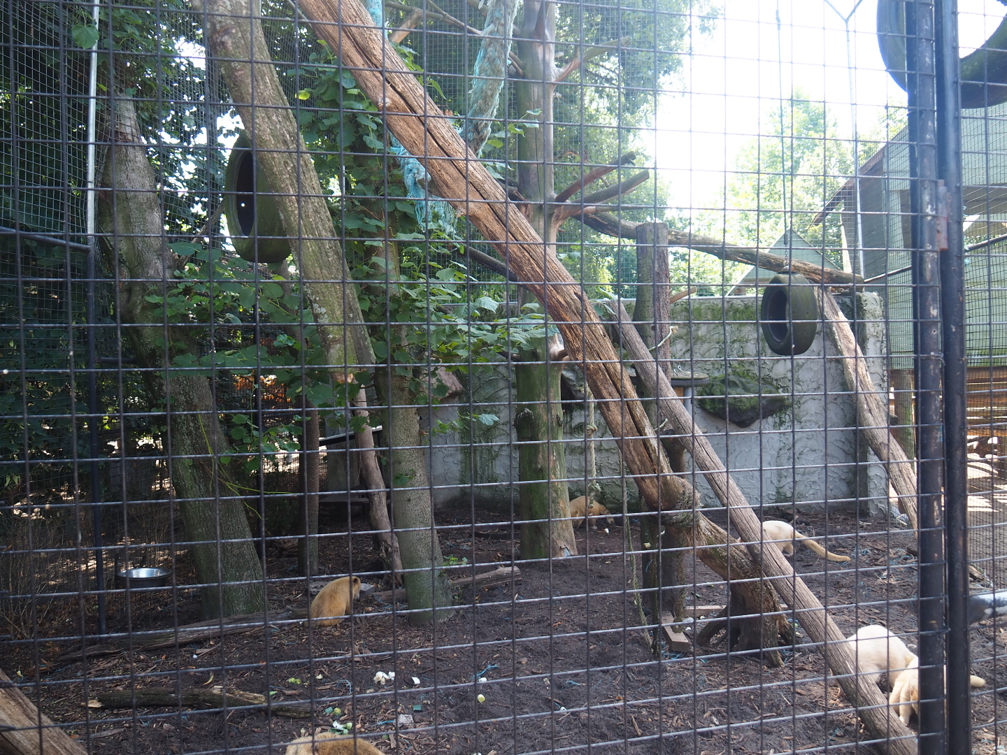 Ring-tailed coati cage, 2019-08-04