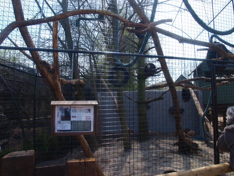 Ring-tailed coati cage (April 19th, 2015)
