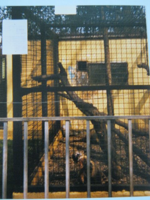 Ring-tailed Coati Cage Basildon Zoo 1989