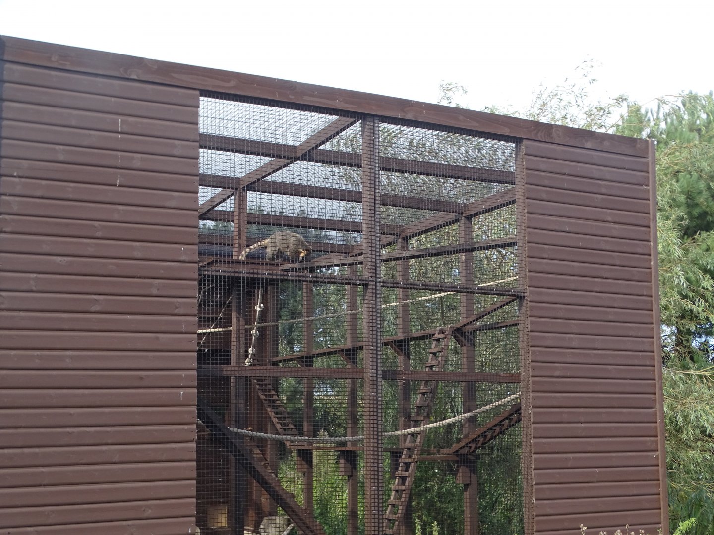 Ring-tailed Coati climbing equipment, 12th September2024