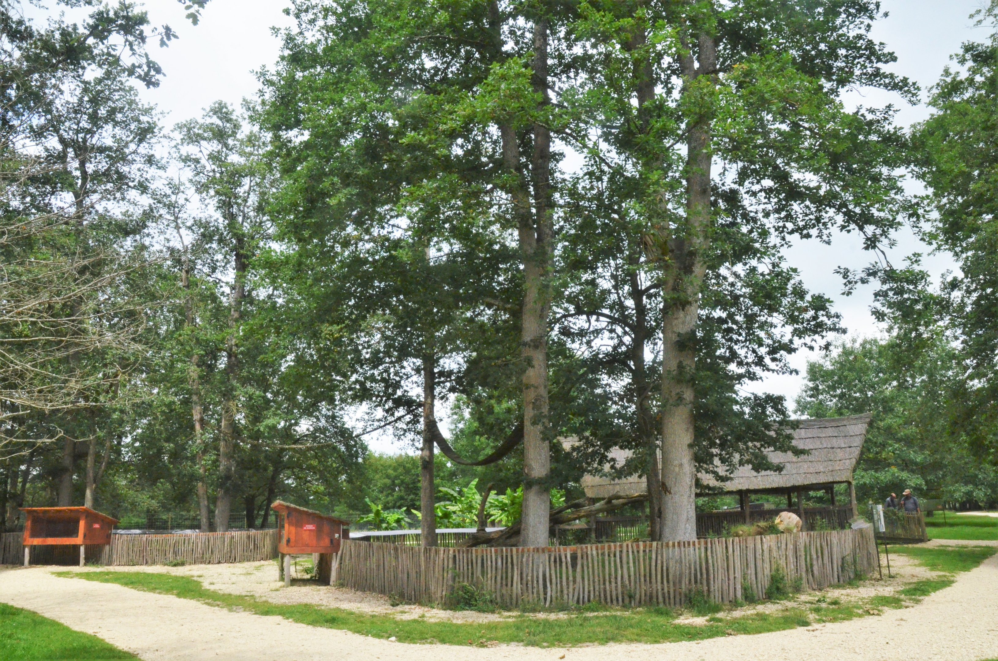 Ring-tailed Coati Enclosure at Haute-Touche, 14/06/18