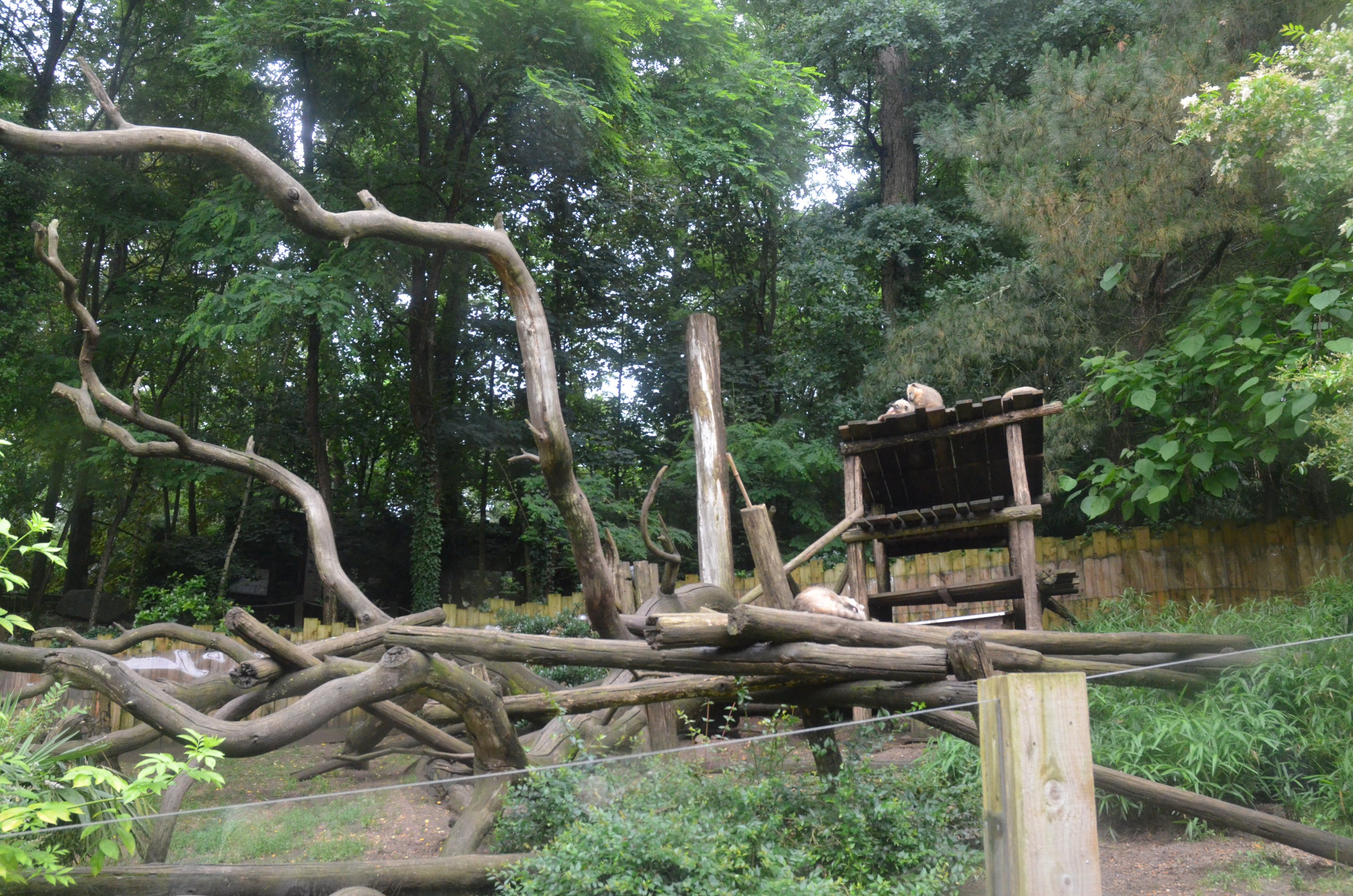 Ring-tailed Coati Enclosure at La Flèche, 11/06/18
