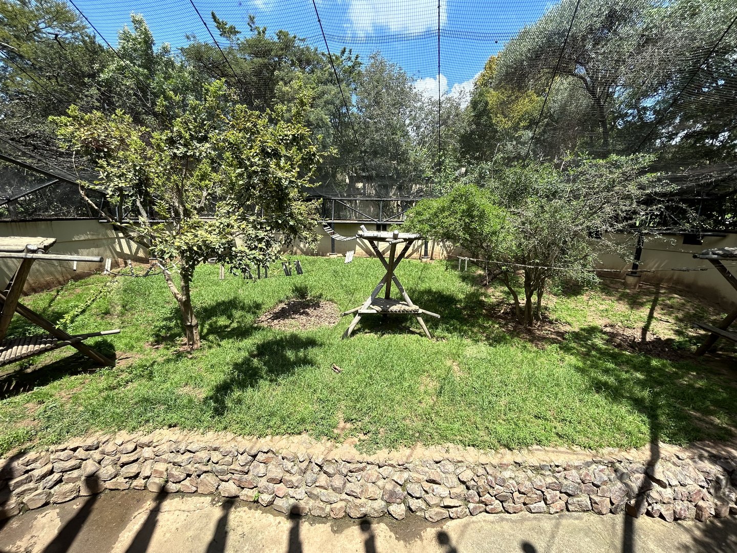 Ring-tailed Coati Enclosure (Nasua nasua)