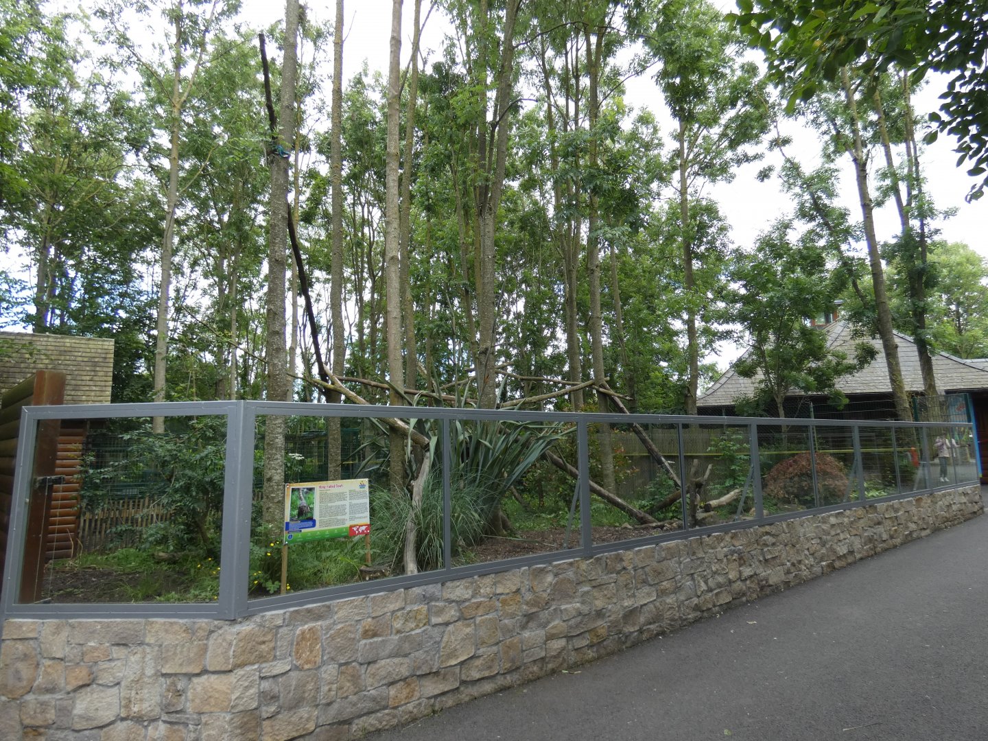 Ring-tailed coati enclosure viewing area
