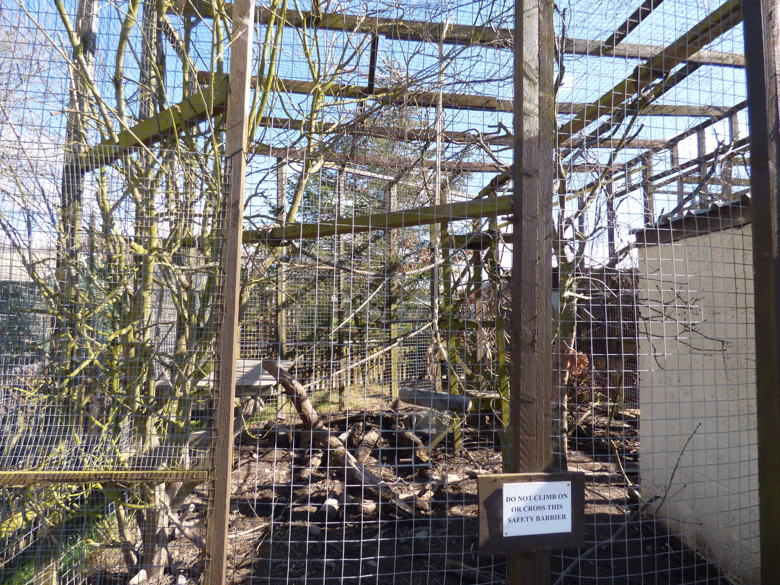 Ring-Tailed Coati enclosure