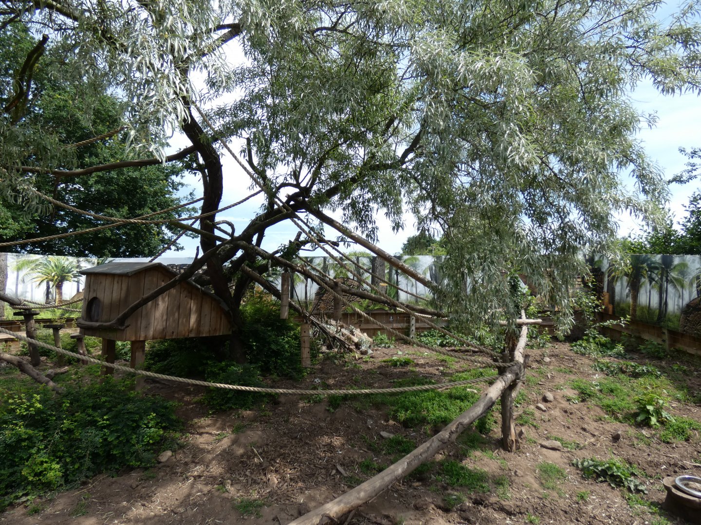 Ring-tailed Coati Enclosure