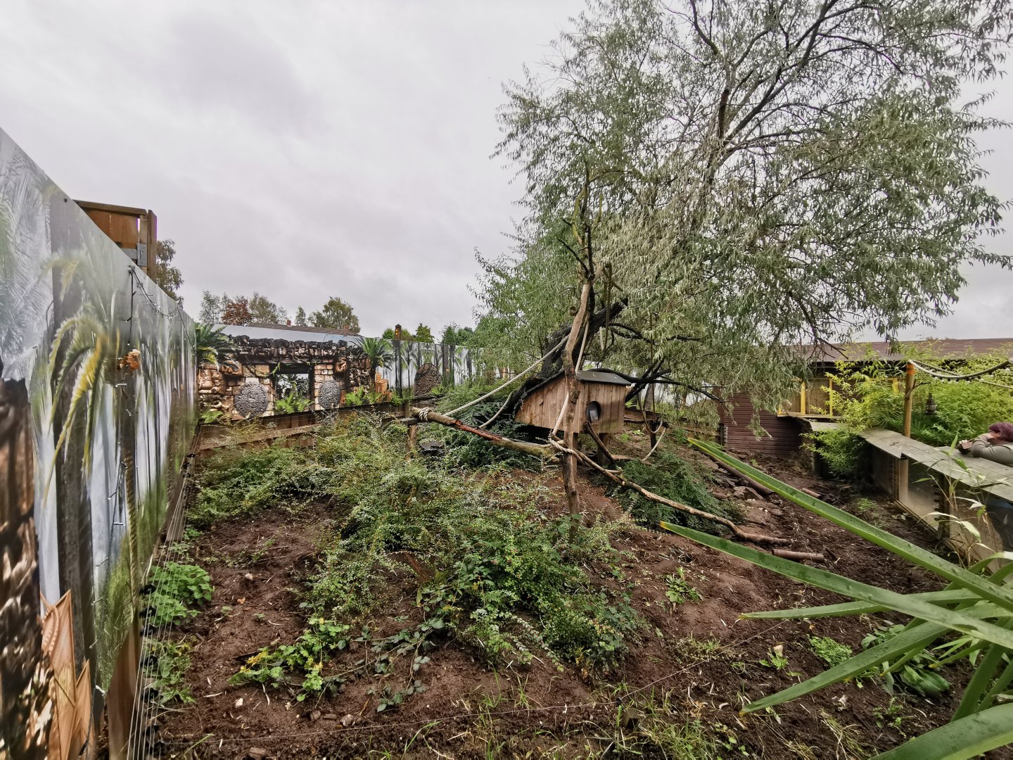 Ring-tailed Coati enclosure